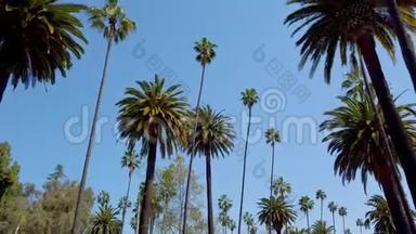 棕榈树胡同-典型的比佛利山庄-旅游摄影
